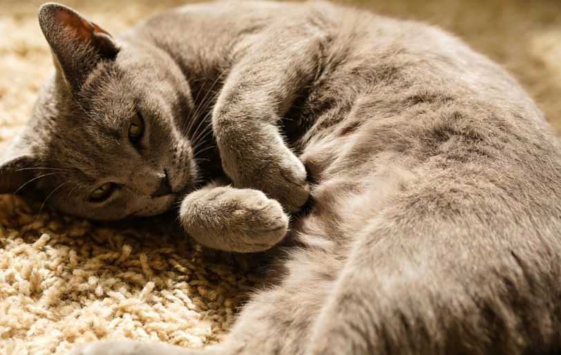 What Are the Best Cat Foods for Sensitive Stomachs?