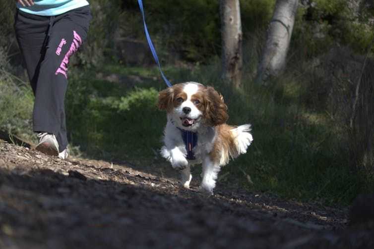 Fully fenced dog parks alongside nature reserves could help protect wildlife
