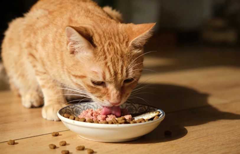 15 Toxic Human Foods You Should Never Feed Your Cat