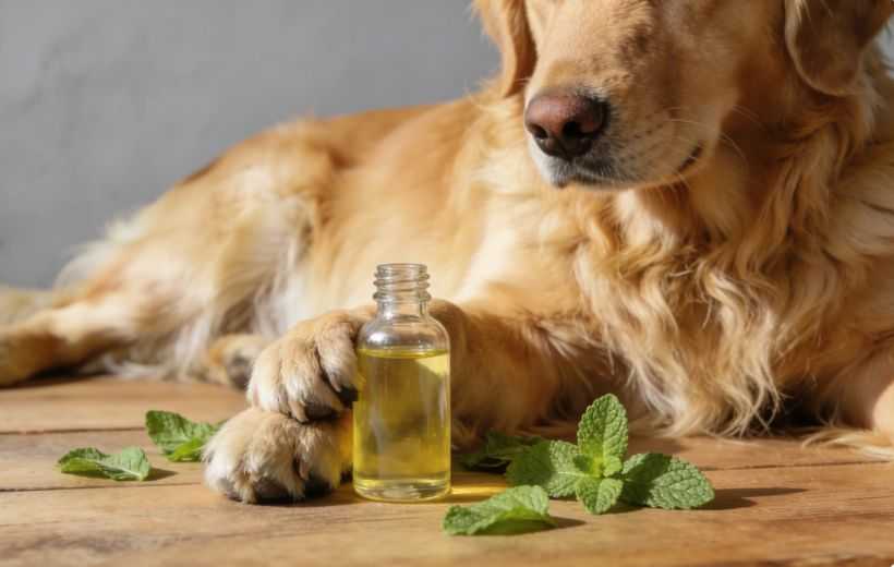 Are Essential Oils Safe for Dogs? 7 To Use and 12 to Avoid