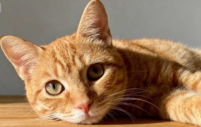 Can Cats Understand Words? How Many Words Can Cats Understand?