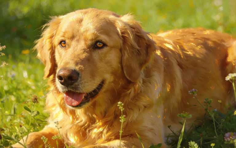 Dogs In Heat: Timeline, Duration, and Symptoms