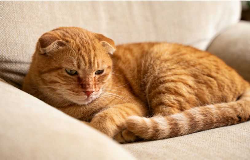 How Enrichment Helps Bored Cats