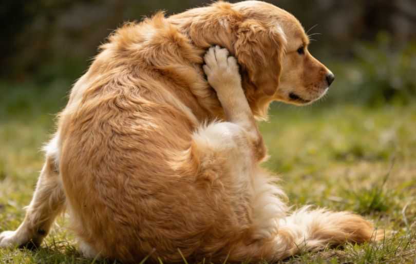 How To Get Rid of Fleas on Dogs