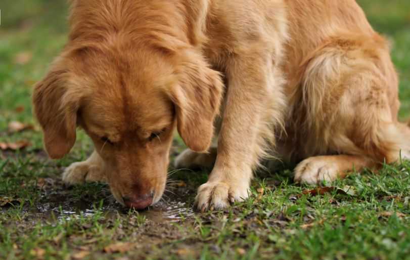 Why Do Dogs Sniff Your Crotch?
