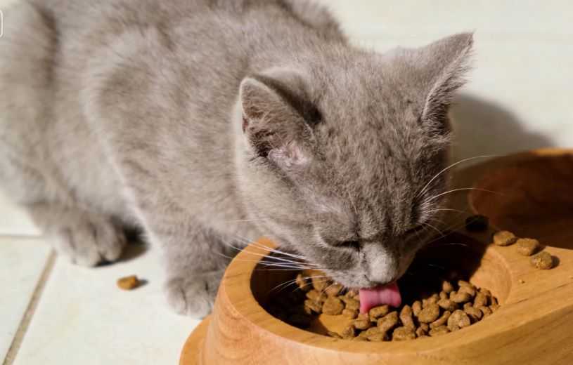The Right Foods for Kittens
