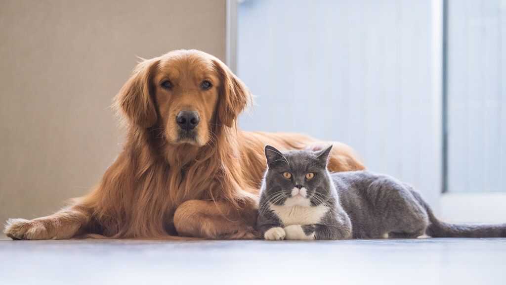Why the death of a pet can be as traumatic as losing a loved one