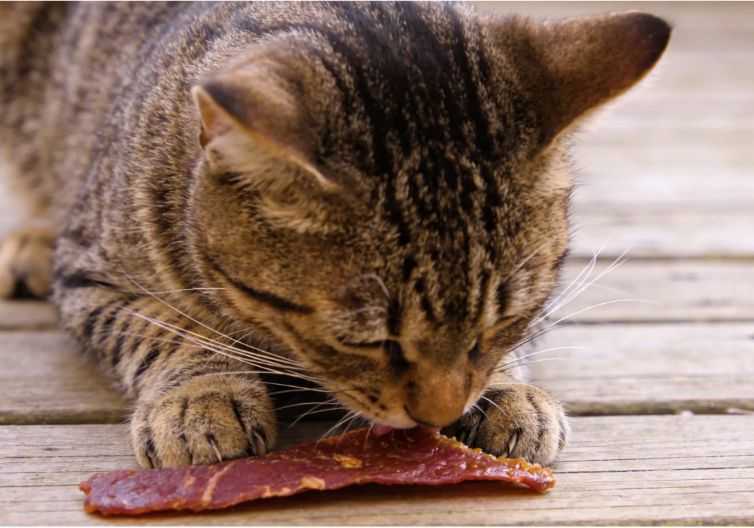 9 Human Foods That Are Safe for Kitties to Snack On