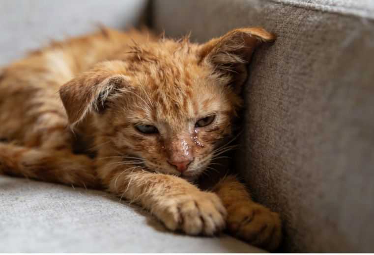 Fading Kitten Syndrome: Signs and When to Get Help