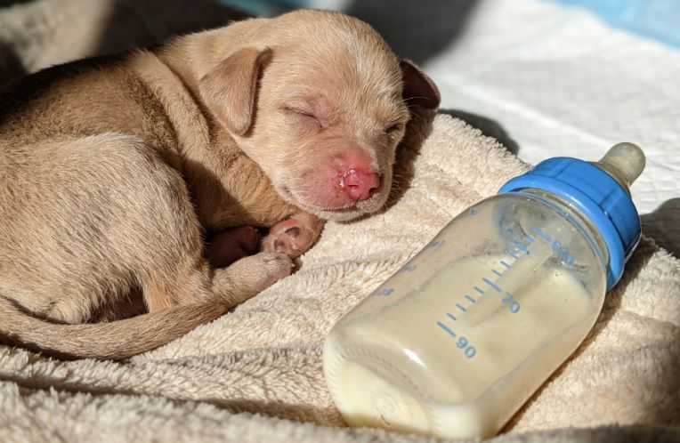 How to safely get through the second to fourth weeks of a puppy's life.