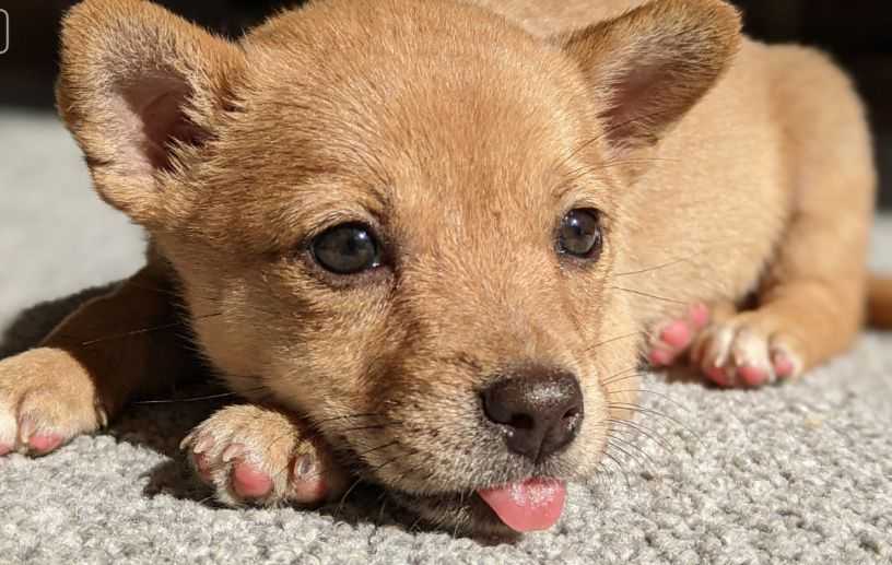 What preparations should be made for puppies to get through the neonatal period?