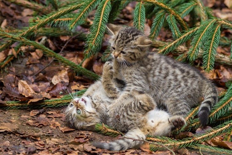 Wildcats lived alongside domestic cats for 2,000 years but only started interbreeding 60 years ago