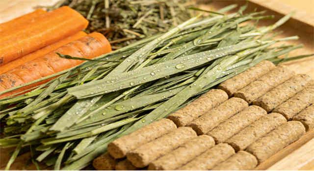 What Do Rabbits Eat? Everything a Pet Parent Should Know about Rabbit Food