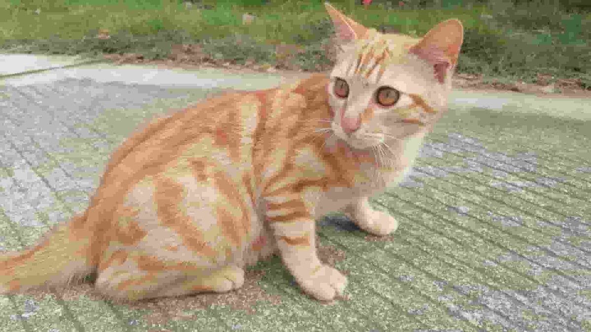 Don’t take your cat on the Tube, pet charity warns after ‘disturbing’ video goes viral