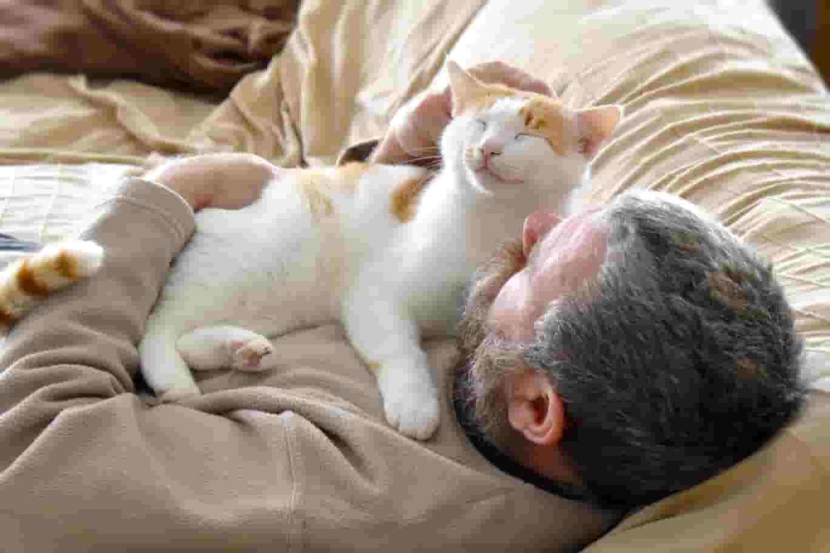Experts find cats are not emotionally dependent on their owners