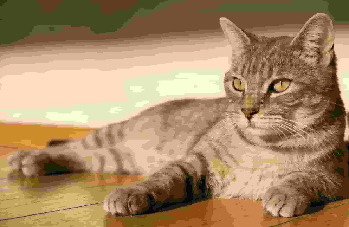 Hawaii's Big Island bans feeding feral cats in an effort to help endangered native species
