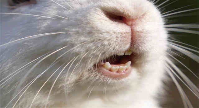 How To Care for Rabbit Teeth