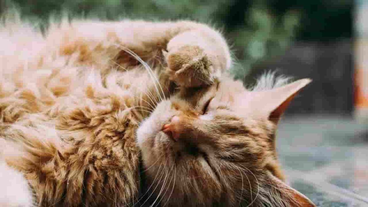 Nearly 500 Cats Reveal New Clues About How Cancer Develops