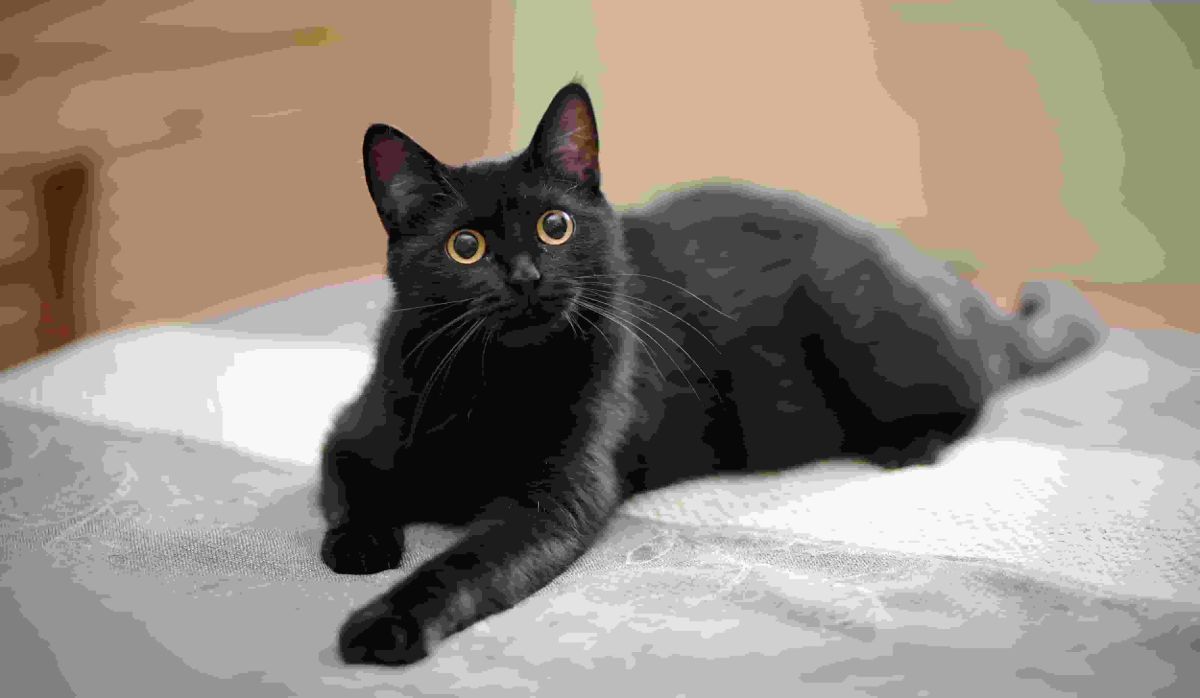 When the beloved resident cat of a Virginia Lowe's disappeared, staff pulled out all the stops to find her