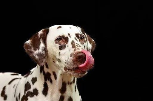 Hearts Break at What Dog Who Lost His Home Does When Shelter Lights Go Out