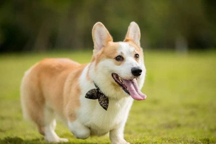 Husky and German Shepherd Mix Have Puppies—Not Prepared for ‘Tiny’ Result