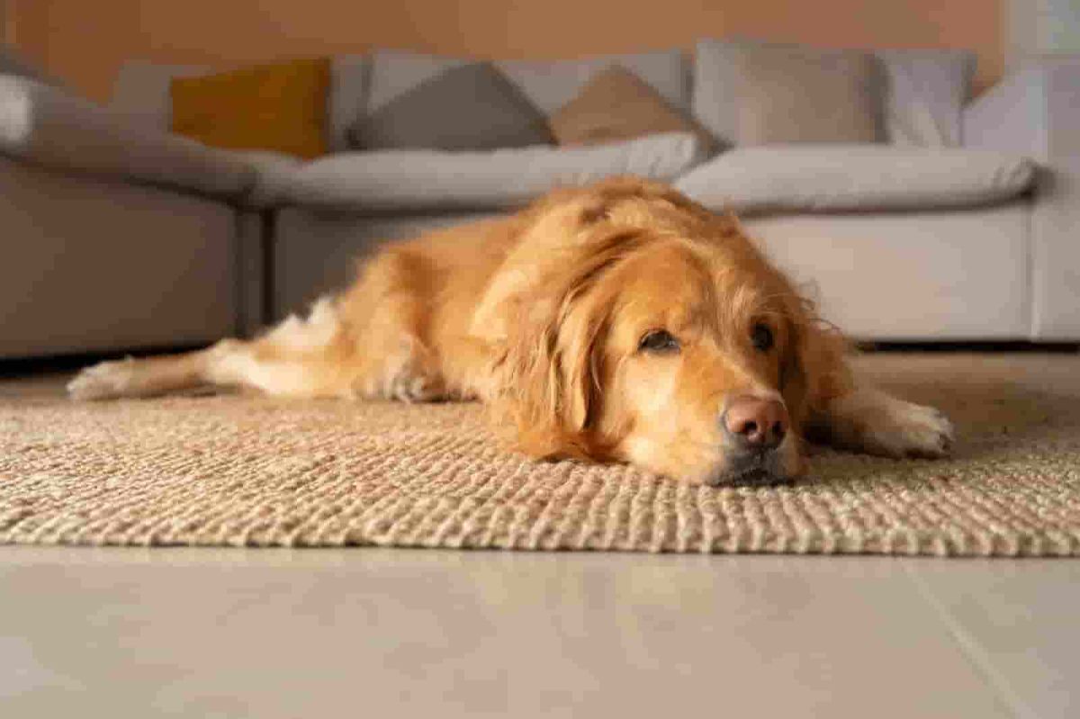 Owner Thinks Dog Corgi Mix, Then Comes DNA Results: ‘Weirdest Combo’