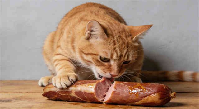 Can Cats Eat Ham?