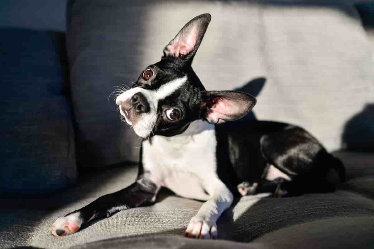 3 adorable reasons dogs tilt their heads when you talk to them