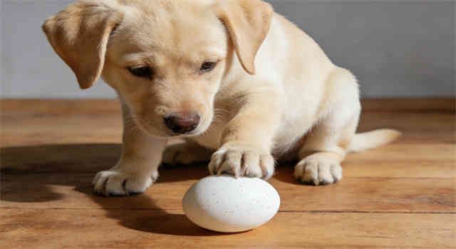 Can Dogs Eat Eggs?