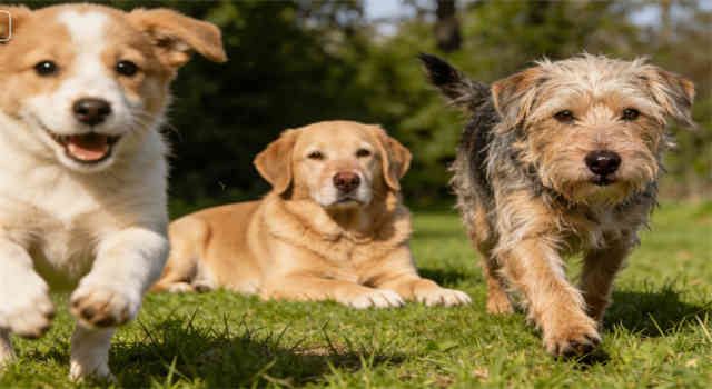 How to Calculate Your Dog’s Healthy Weight