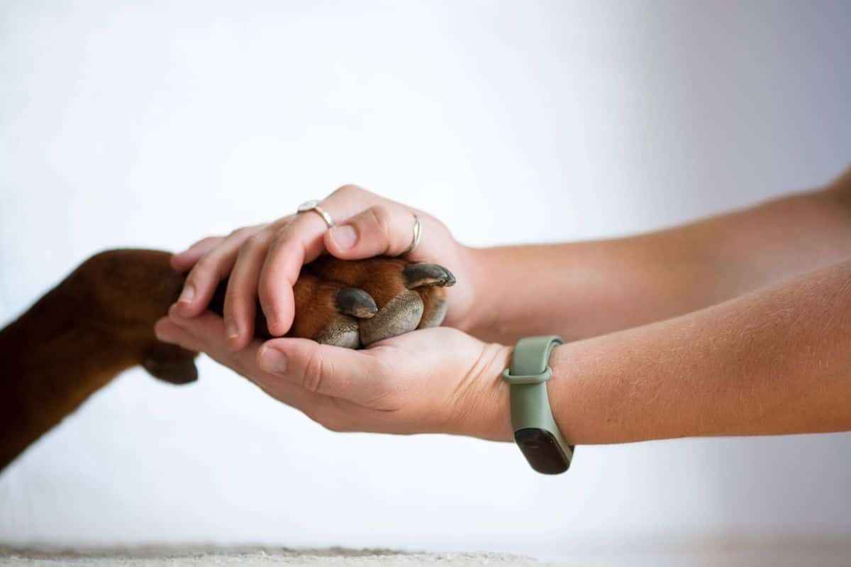 Martin Lewis' MSE 'warning' to pet owners changing insurance companies