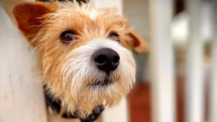 Scared dog finds perfect spot to shelter during thunderstorms and it's melting hearts