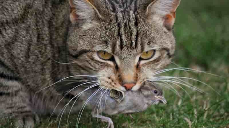 Cats are running wild in one state. This unpopular law may be the solution
