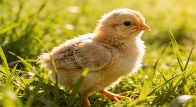 What should chicks be fed?
