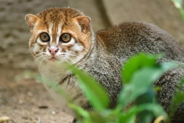 Elusive, endangered wild cat seen in Thailand for the first time in 30 years