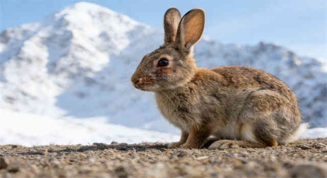 How To Bunny-Proof a Room