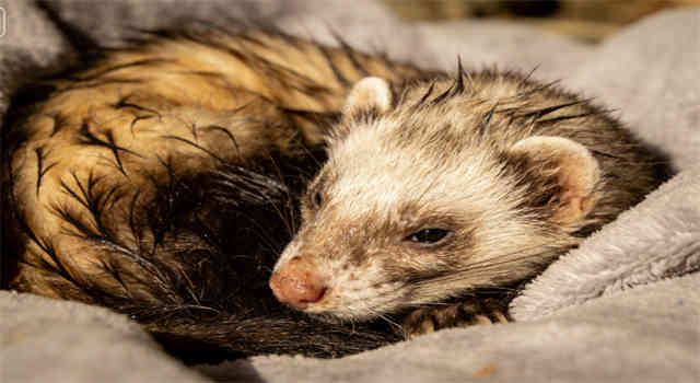 Human Influenza Virus in Ferrets