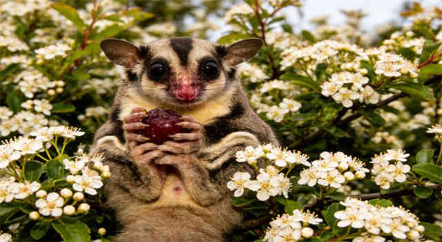When to Take Your Sugar Glider to the Vet