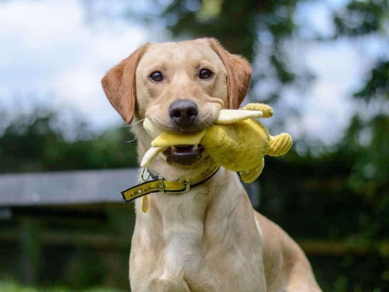 Diane Keaton’s $5M pet trust would be over the top if reports prove true – here’s how to ensure your beloved pet is safe after you are gone
