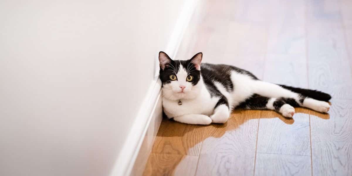 Do you speak cat? Take this quiz to find out