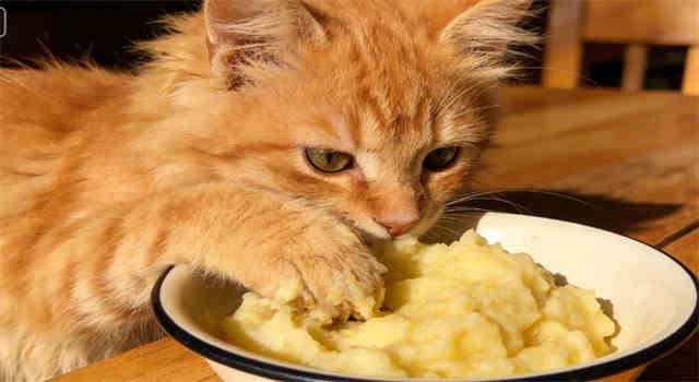 Can Cats Eat Potatoes? Here's What You Should Know