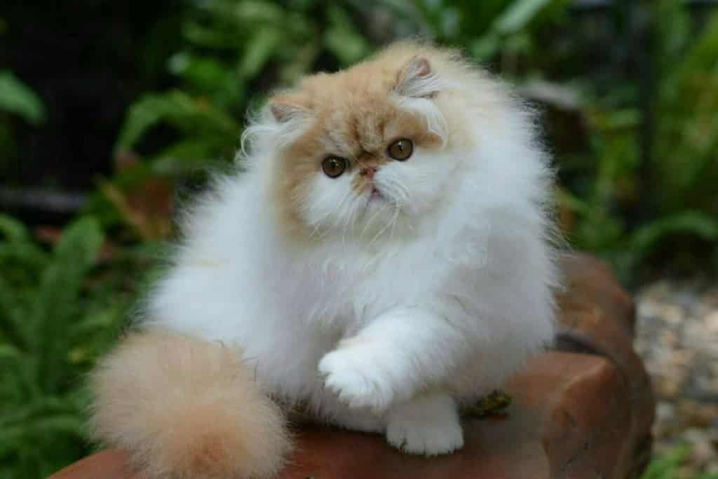 Meet campus cat Waffle, “America’s Favorite Pet” quarterfinalist