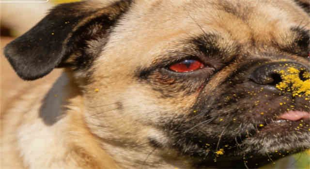 Pollen Allergies in Dogs: Symptoms and How To Treat Them