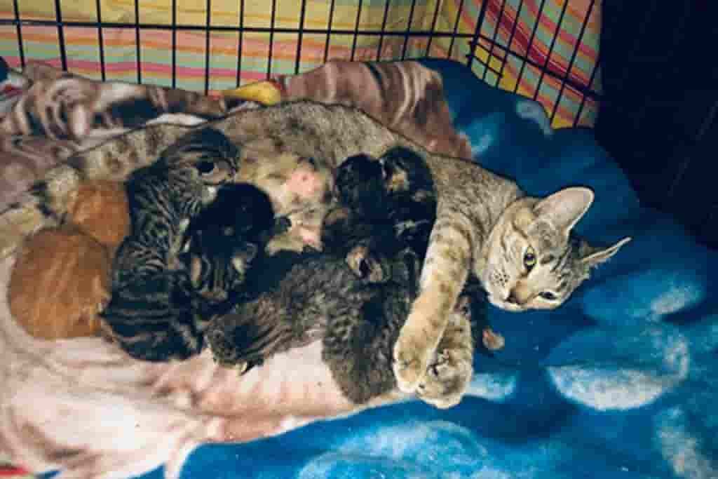 South Island feral cat crisis worsening, Sooke rescue says
