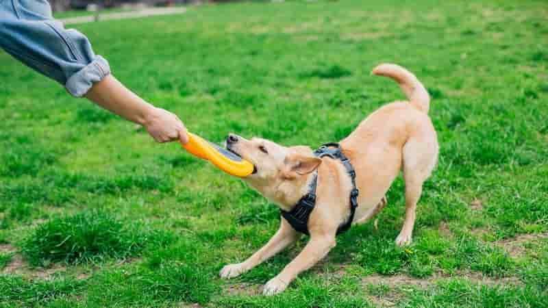 Vets issue urgent warning about deadly virus to dog owners in north-east Queensland
