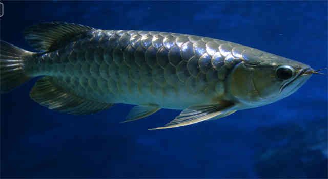 Arowana Feeding Guide