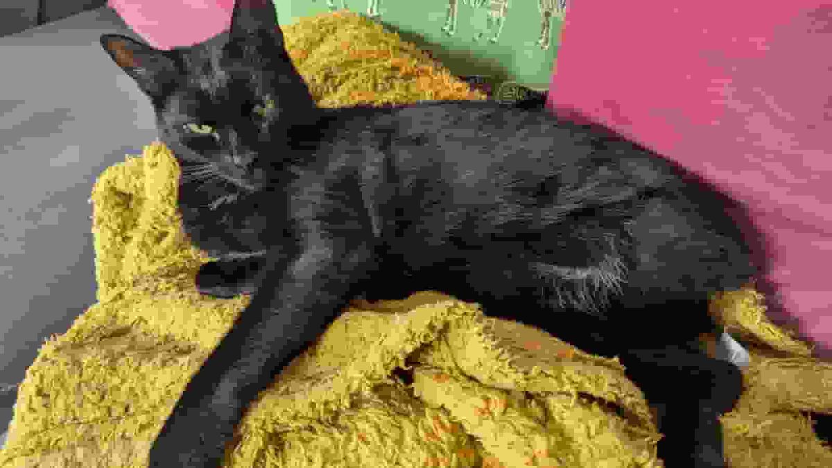 Cat has 'back end almost cut off' by train - but makes miraculous surgery recovery