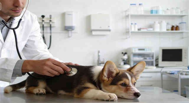 Urine Crystals in Dogs: Causes and Treatment