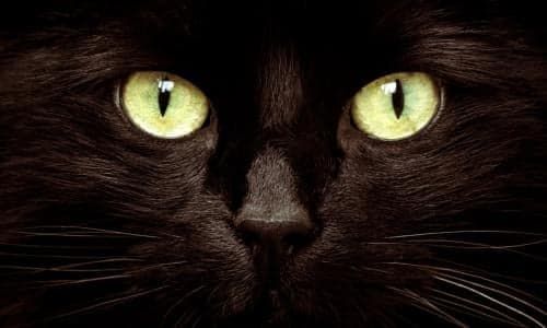 How to Train a Cat to Walk on a Leash and Harness