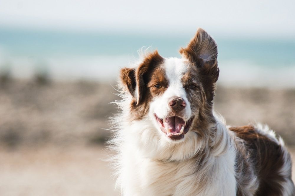 Influencer Takes Her 4 Dachshunds to the Dog Park and the Results Are Hilarious